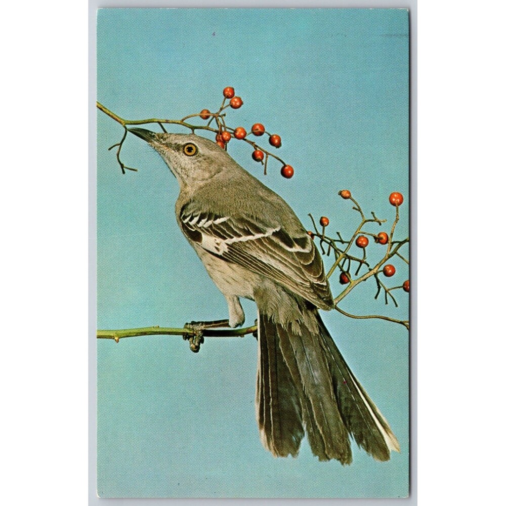 Vintage Postcard Mockingbird State Bird of Arkansas Nature Press Karl Maslowski